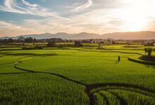 Pendidikan ibarat ladang sawah negara