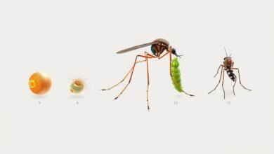 nyamuk berkembang biak dengan bertelur bertempat di